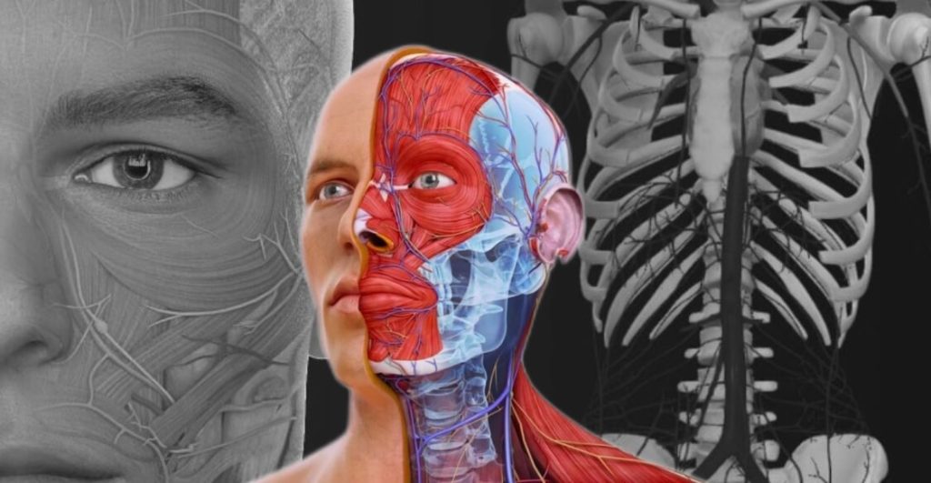 Complete Anatomy (Kompletna Anatomia) to aplikacja wykorzystywana przez wiodące uniwersytety medyczne na świecie
